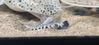 Pseudoloricaria Laeviuscula 3 pack