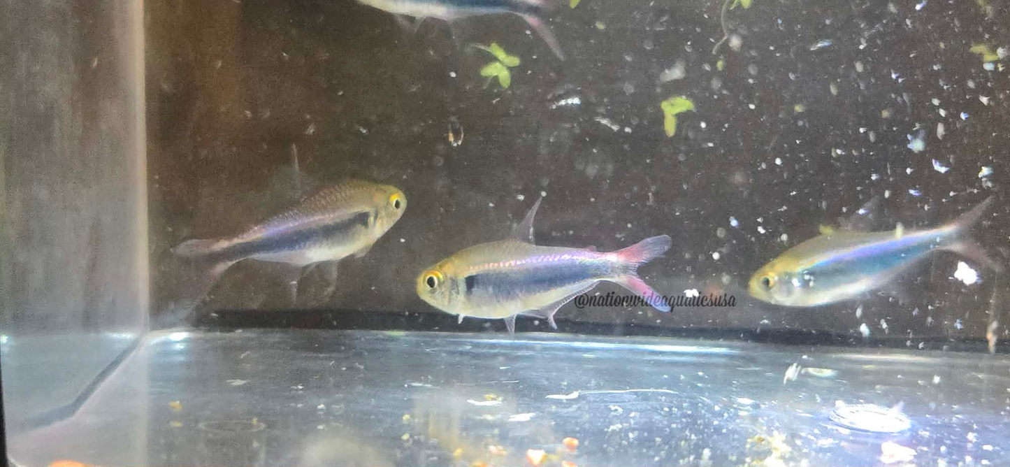 bleeding blue tetra (hyphessobrycon margitae)