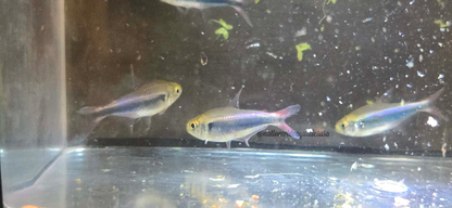 bleeding blue tetra (hyphessobrycon margitae)
