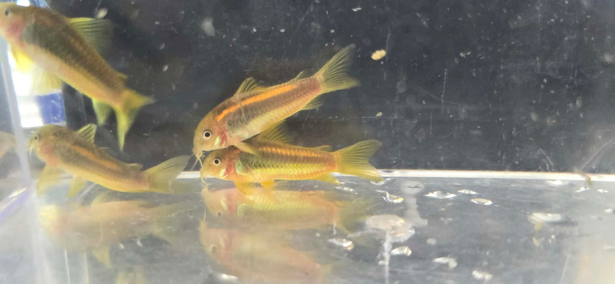Cw010 Gold Laser Cory (Osteogaster sp. Cw010)