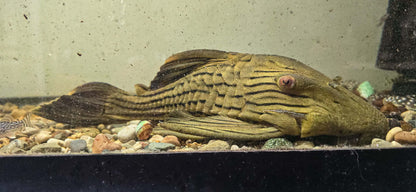 L027 A - Tocantins  (Panaque armbrusteri)