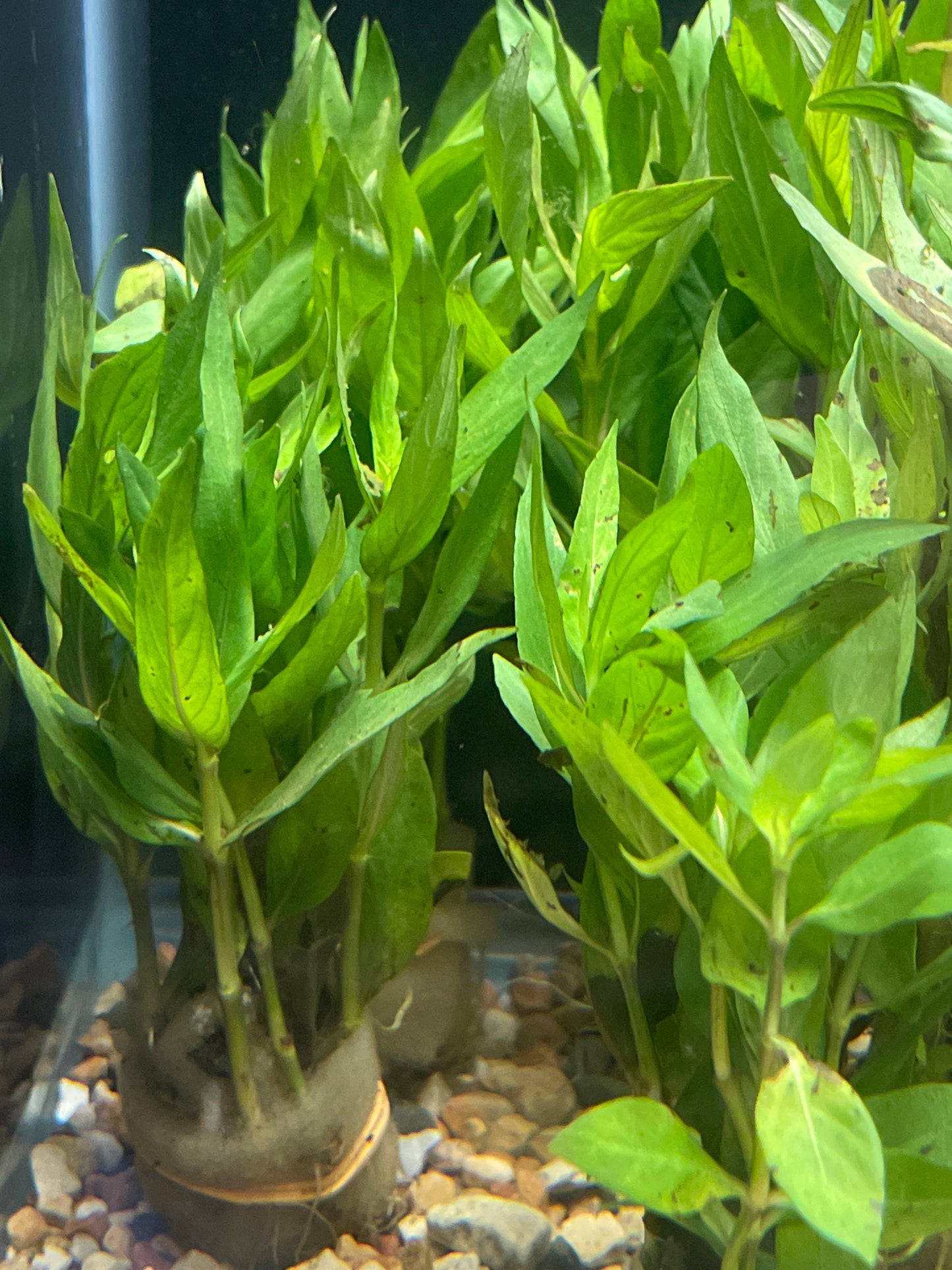 Hygrophila Corymbosa Parawitota