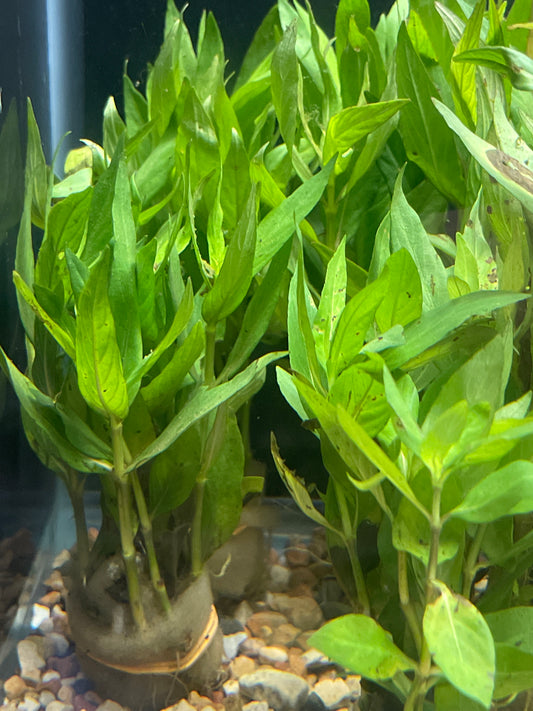 Hygrophila Corymbosa Parawitota