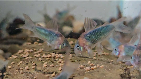 The horsemans cory (Ostegaster eques) 3 pack