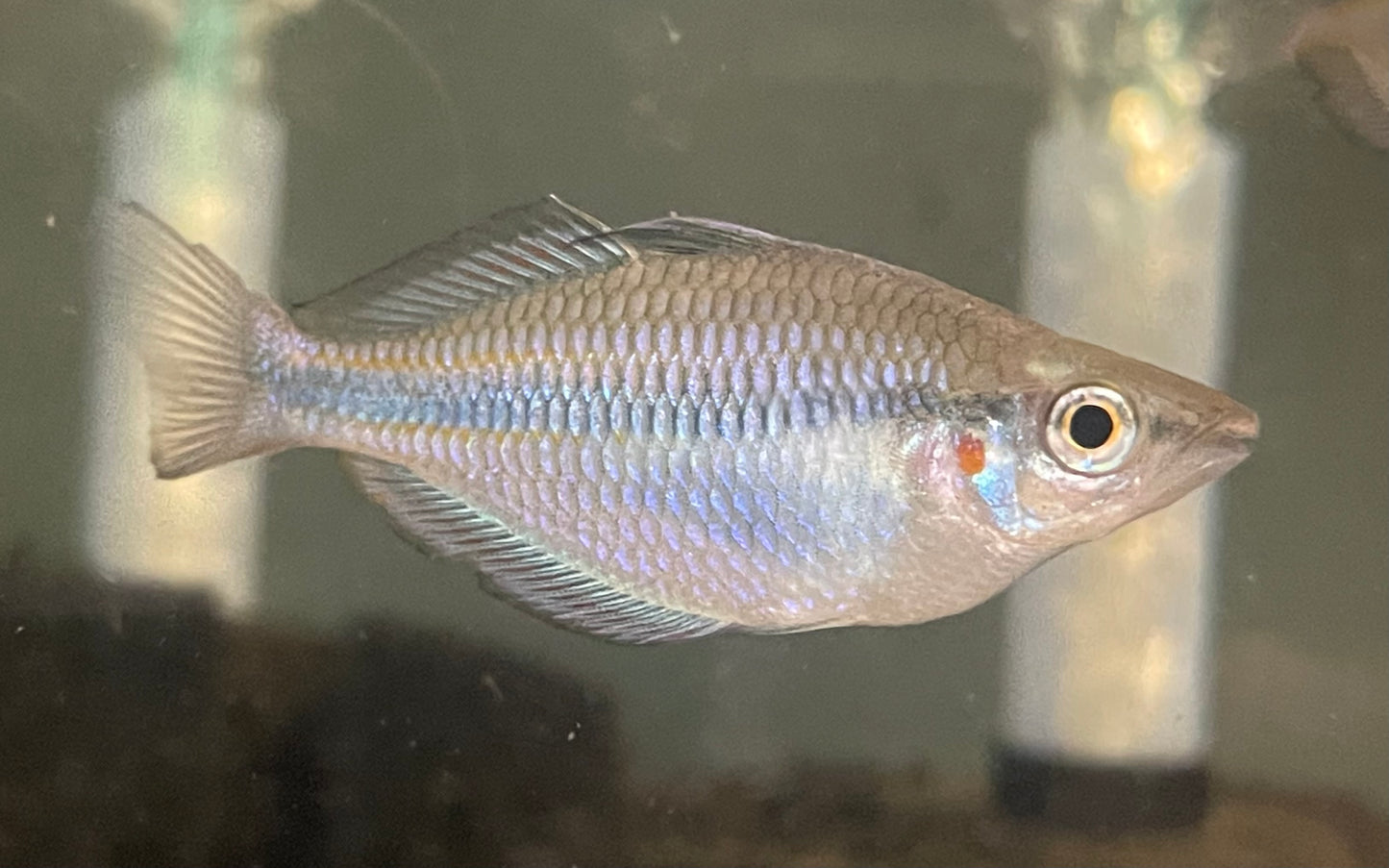 Cato River Rainbowfish
