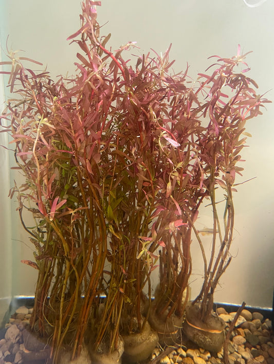 ROTALA ROTUNDIFOLIA "RED"