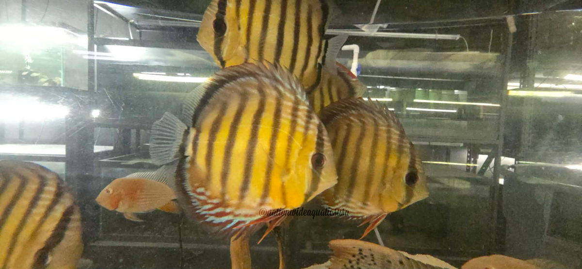 Red/brown Discus from Parconi