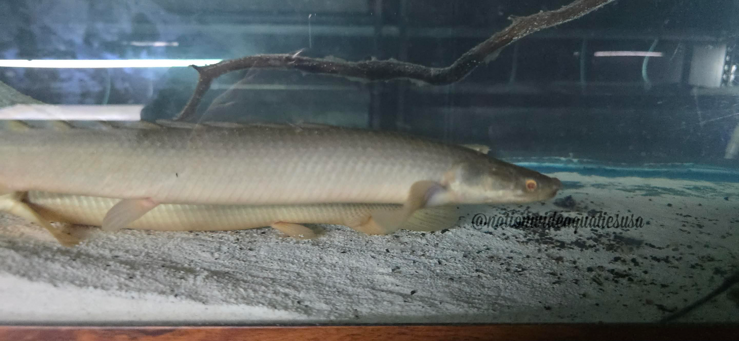 Turkana Senegal Bichir (Polypterus senegalus)