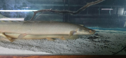 Turkana Senegal Bichir (Polypterus senegalus)