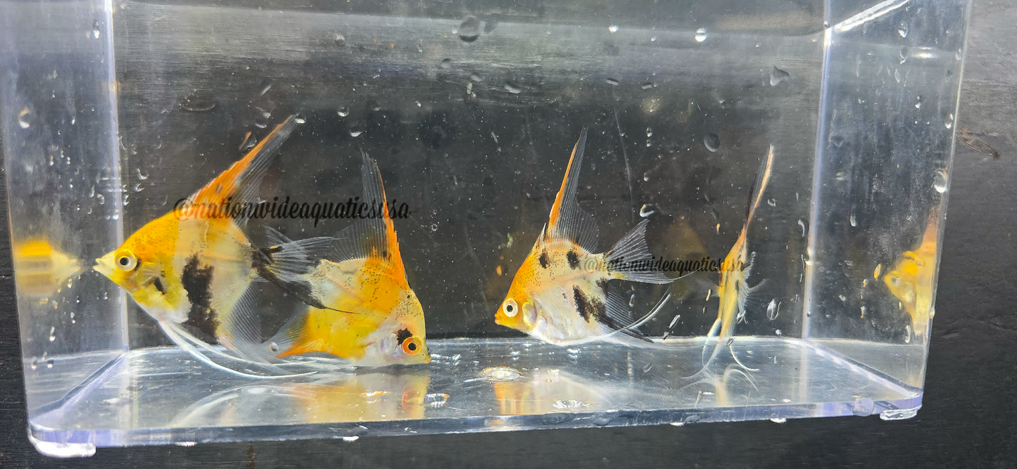 Red Devil Angelfish (Pterophyllum scalare) 10 pack