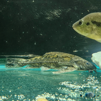Marbled Spiny Catfish(Franciscodoras marmoratus)