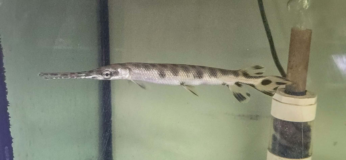 Longnose gar (Lepisosteus osseus)