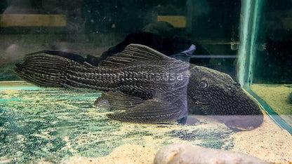 Black Ashiura Pleco
(Megalancistrus Barrae)