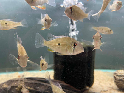 Threadfin Acara (Acarichthys heckelii) 10 pack