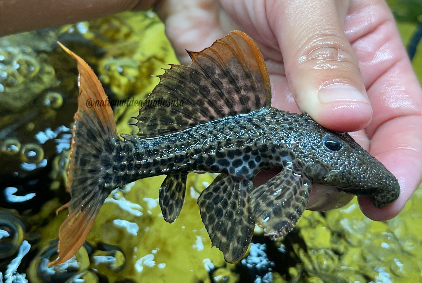 L600 Leopard Cactus Pleco (Pseudacanthicus Leopardus) small