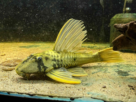 Hypostomus luteus phase 3 (10”)