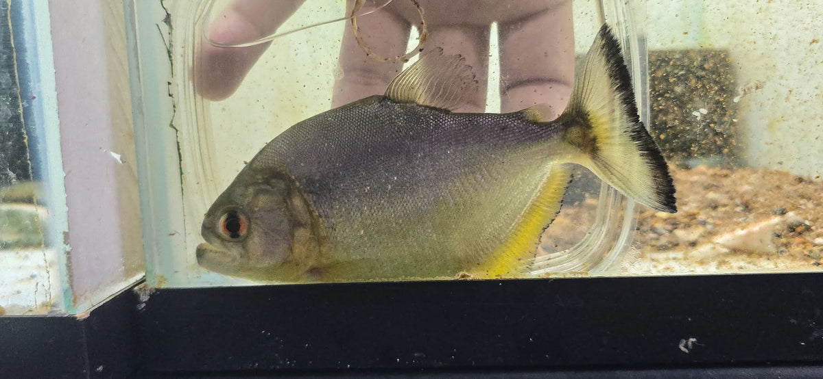 ruby red macs (Serrasalmus maculatus)