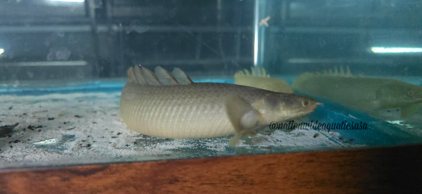 Turkana Senegal Bichir (Polypterus senegalus)