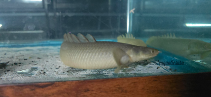 Turkana Senegal Bichir (Polypterus senegalus)