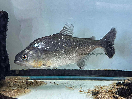 Serrasalmus elongatus