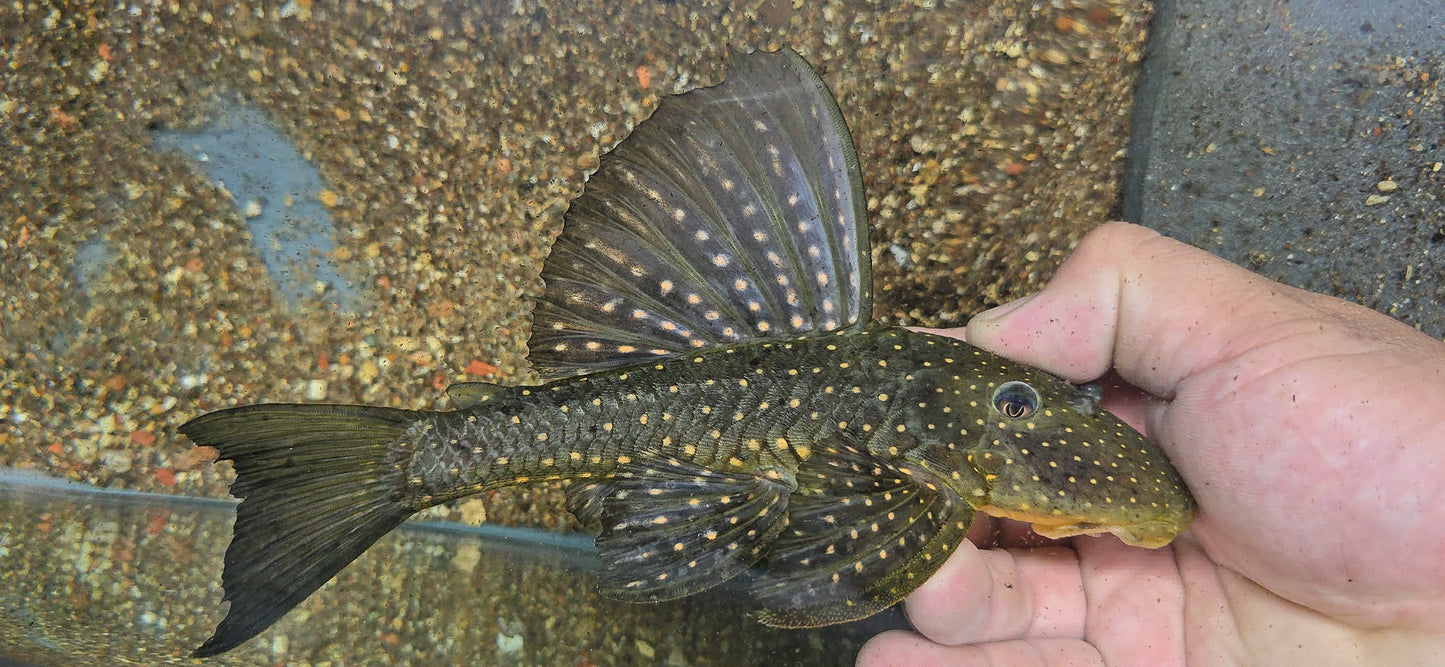 Hypostomus luteus phase I