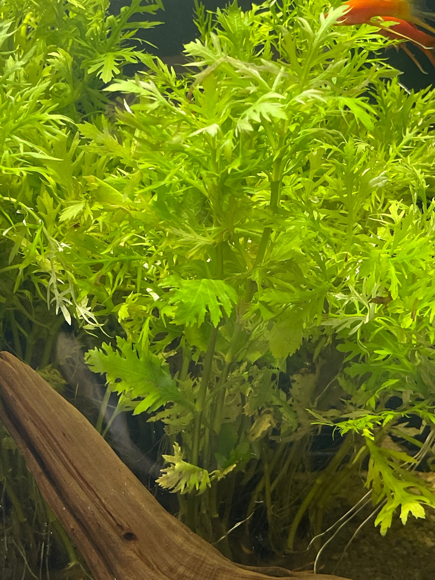 Hygrophila Difformis “water wisteria”