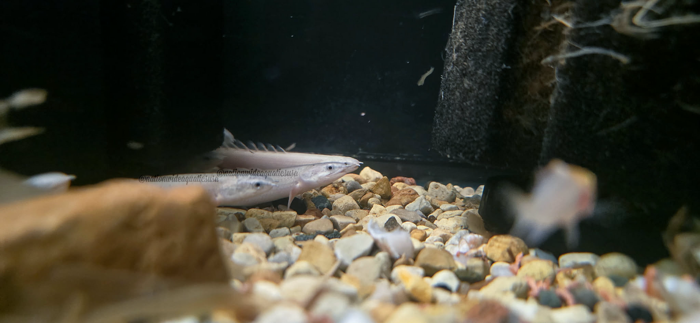 Platinum Senegal Bichir (Polypterus senegalus platinum) 3 pack