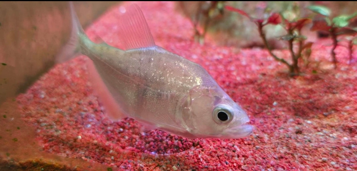 24k Gold piranha (Serrasalmus brandtii)