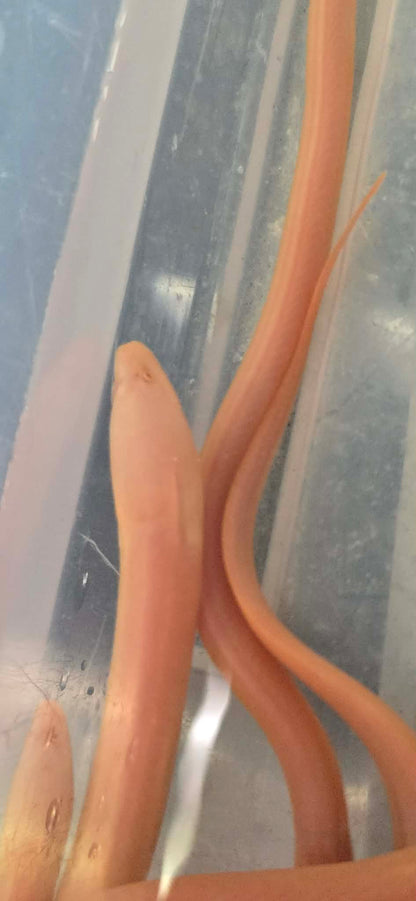 Albino Swamp Eel (Monopterus albus)