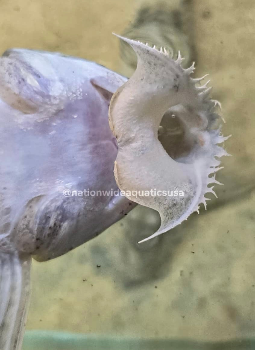 Pseudoloricaria Laeviuscula 3 pack