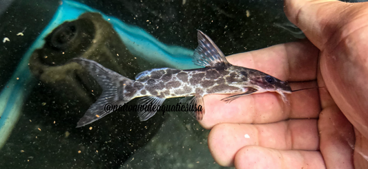 Scissortail Squeaker Cat"
(Synodontis soloni)