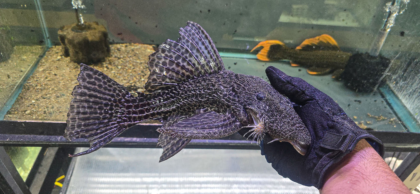 Megalancistrus parananus XL