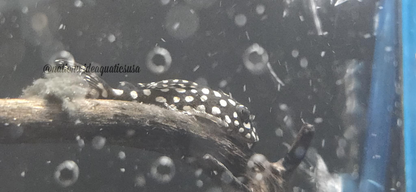 L136C (Hypancistrus sp.)