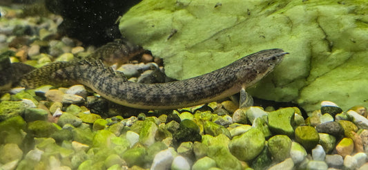 Polypterus retropinnis
