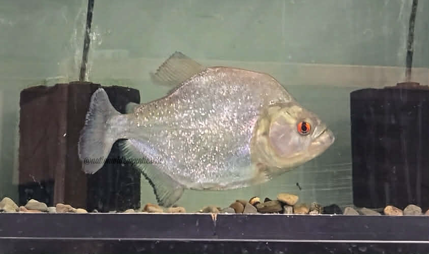 Peru Diamond (Serrasalmus rhomeus)-Red eye