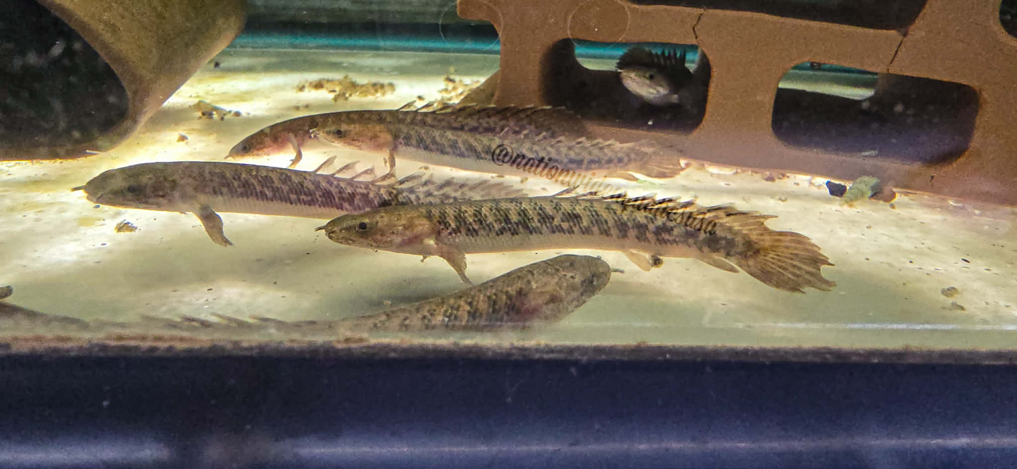 Polyterus teugelsi