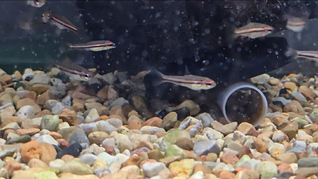 Phillip's Neolebias
(Neolebias philippei)