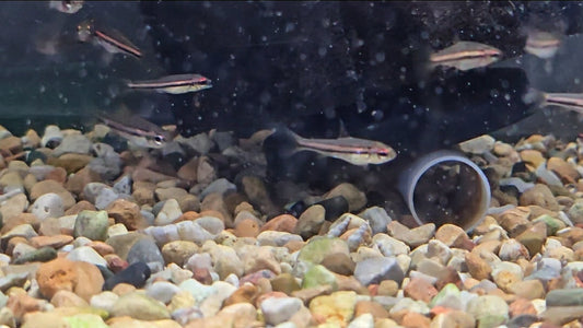 Phillip's Neolebias
(Neolebias philippei)