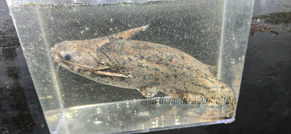 Driftwood Catfish (Trachelyopterus galeatus)