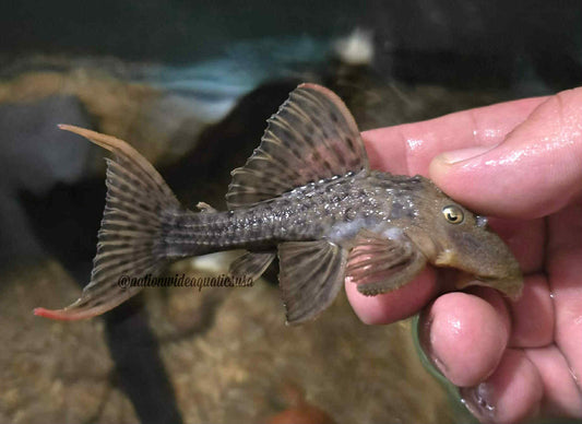 L024 Redfin Cactus Pleco (Pseudacanthicus pitanga)