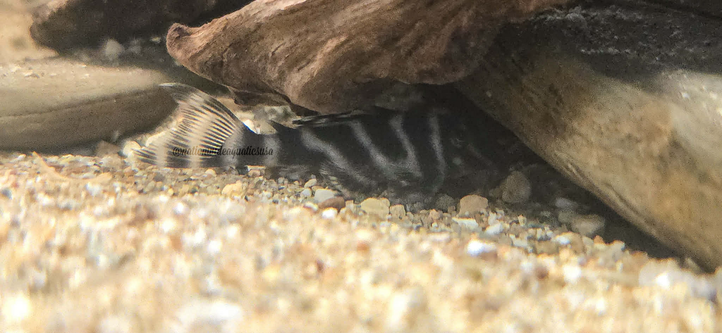 L270 Chocolate Zebra Pleco(Hypancistrus sp.)