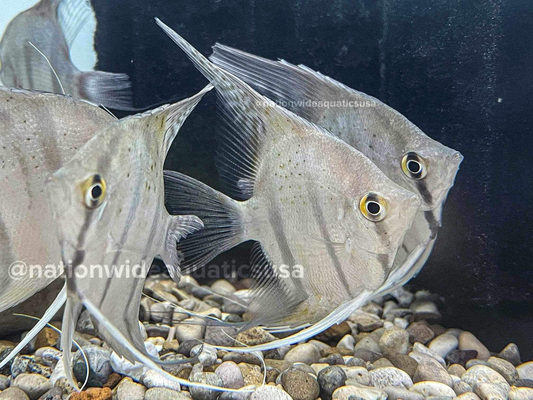 Rio Nanay “Peru Spotted Altum” Angel fish (Pterophyllum scalare)