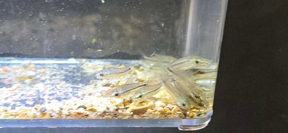 Pygmy corydoras ( Gastrodermus pygmaeus )