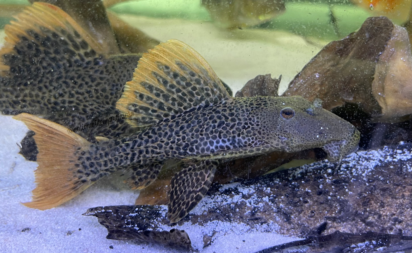 L600 Leopard Cactus Pleco (Pseudacanthicus Leopardus) Rio Branco -medium