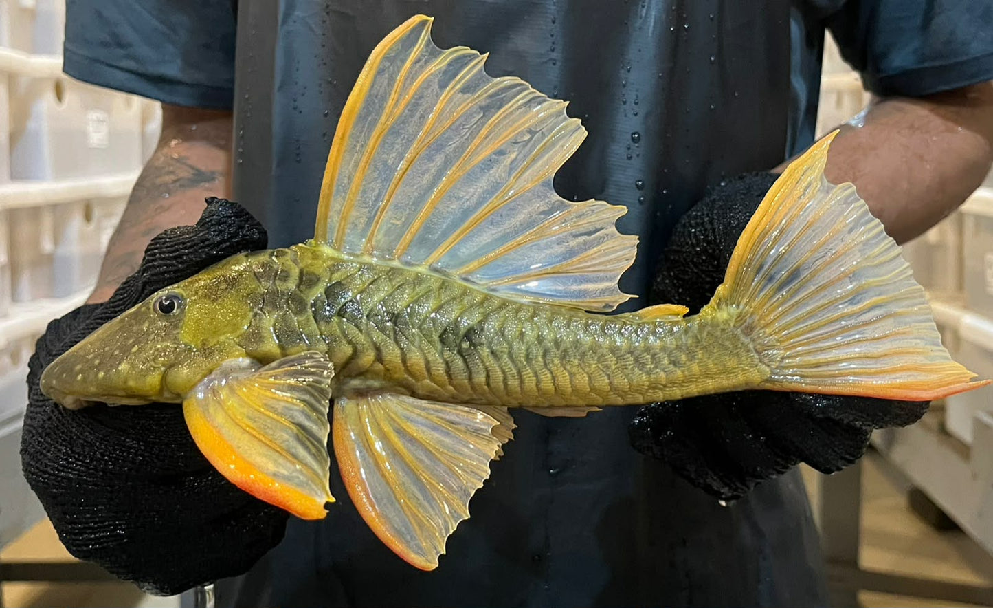 albino hypostomus plecostomus