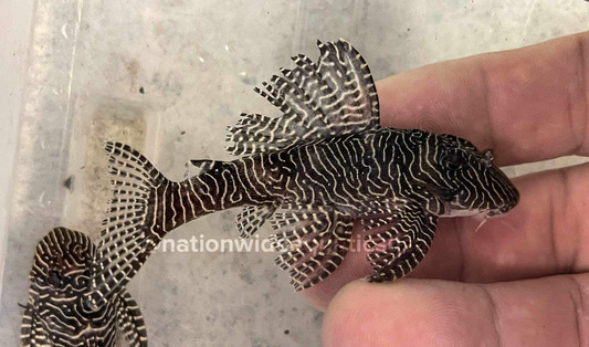 L260 Queen Arabesque Pleco