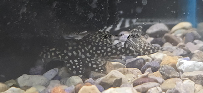 L136C (Hypancistrus sp.)
