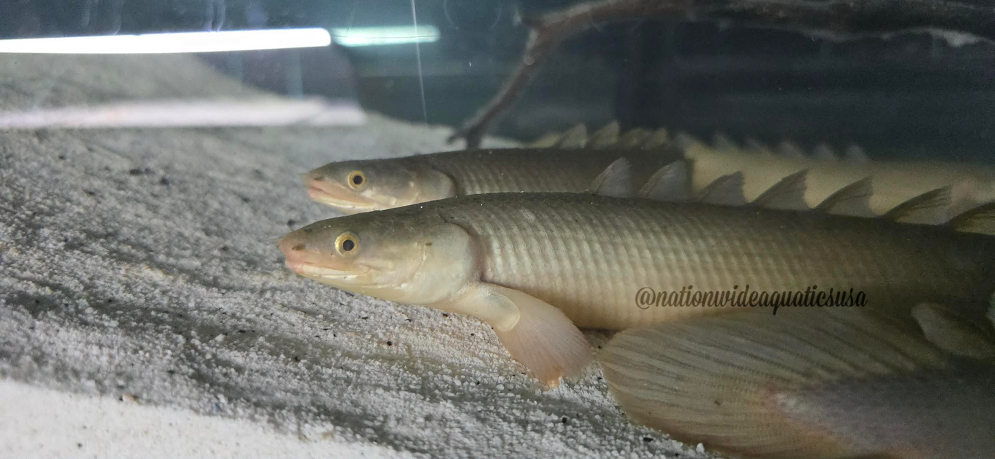 Turkana Senegal Bichir (Polypterus senegalus)