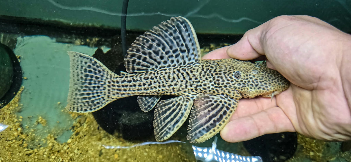 The gold barrae pleco (Megalancistrus cf. Barrae) small