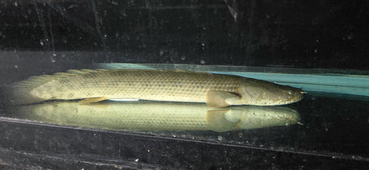 Guinean Bichir (Polypterus ansorgii) 22"-23"